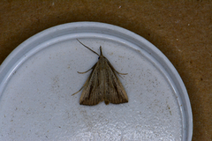 Macrochilo santerivalis