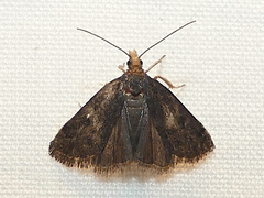 Loxostegopsis merrickalis