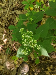 Ageratina altissima