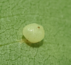 Caryomyia caryae