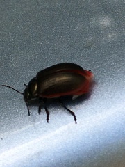 Chrysolina marginata