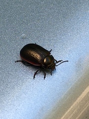 Chrysolina marginata