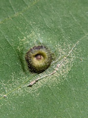Phylloxera foveola