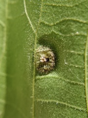 Phylloxera foveola