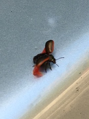 Chrysolina marginata