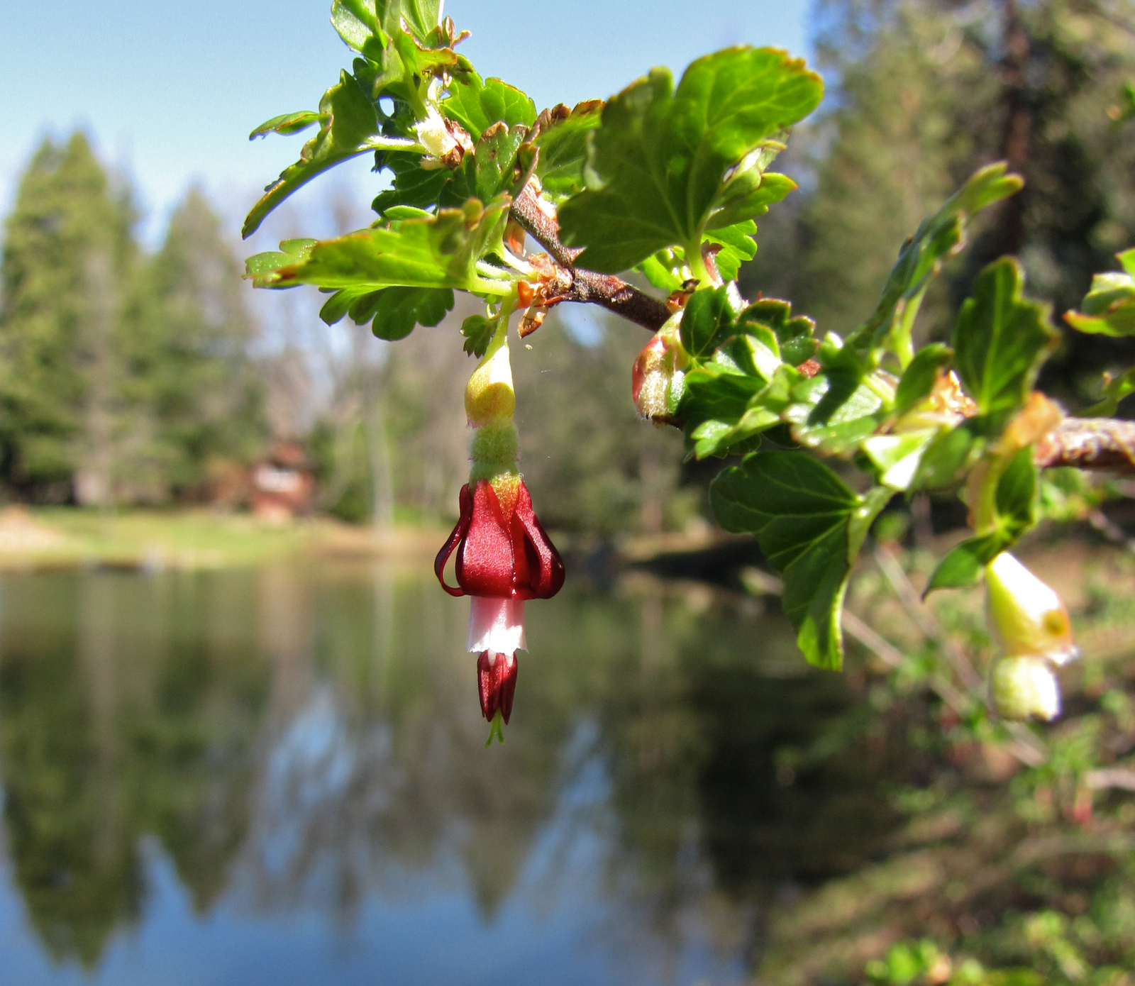 Ribes roezlii