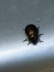 Chrysolina marginata