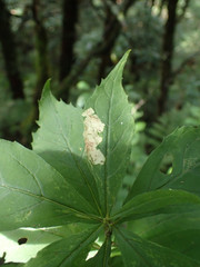 Liriomyza limopsis