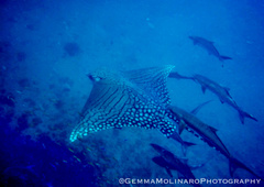 Aetomylaeus vespertilio