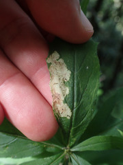 Liriomyza limopsis