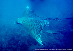 Aetomylaeus vespertilio