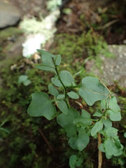 Cardamine clematitis