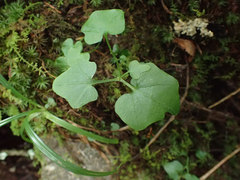Cardamine clematitis