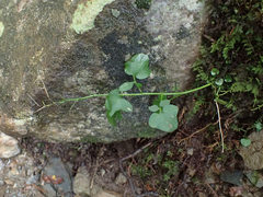 Cardamine clematitis