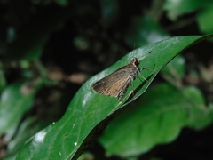 Lerodea eufala eufala