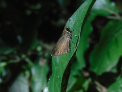 Lerodea eufala eufala