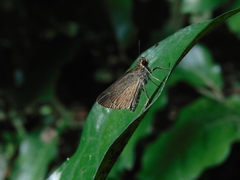Lerodea eufala eufala