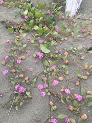 Abronia umbellata breviflora