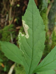 Liriomyza limopsis