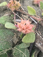 Abronia umbellata breviflora