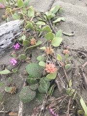 Abronia umbellata breviflora