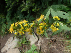 Solidago glomerata