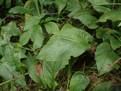 Solidago glomerata