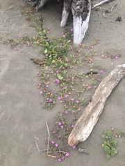 Abronia umbellata breviflora