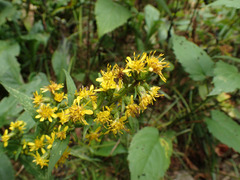 Solidago glomerata