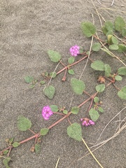 Abronia umbellata breviflora