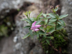 Houstonia montana