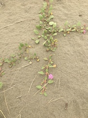 Abronia umbellata breviflora