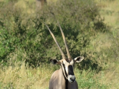 Oryx beisa beisa