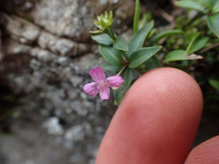 Houstonia montana