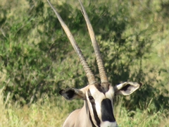 Oryx beisa beisa