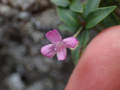 Houstonia montana