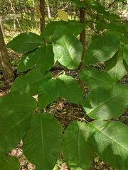 Magnolia acuminata