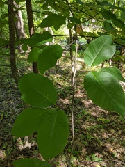 Magnolia acuminata