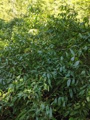 Cephalanthus occidentalis