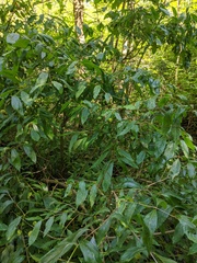 Cephalanthus occidentalis