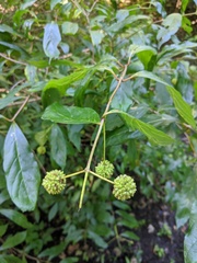 Cephalanthus occidentalis