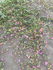 Abronia umbellata breviflora