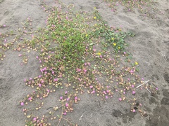 Abronia umbellata breviflora
