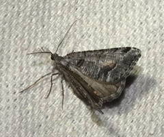 Macaria colata