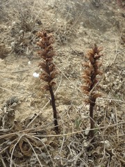 Orobanche foetida