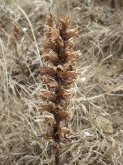 Orobanche foetida