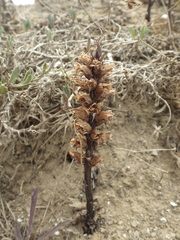 Orobanche foetida