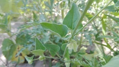 Mirabilis glabrifolia