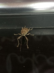 Curculio proboscideus