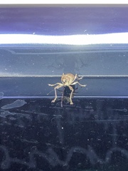 Curculio proboscideus